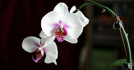 Orchids symbolic at funerals