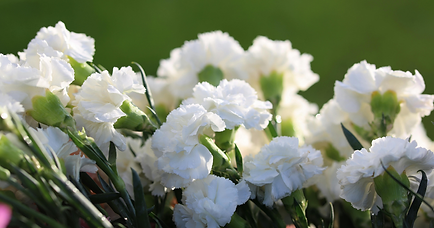 The meaning of Carnations at a funeral