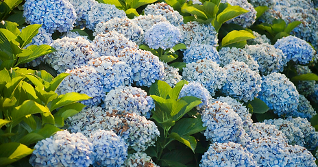 The symbolism of Hydrangeas at a burial