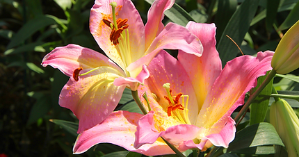 Lilies at funeral and their meaning