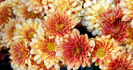 What Chrysanthemums at a funeral represent