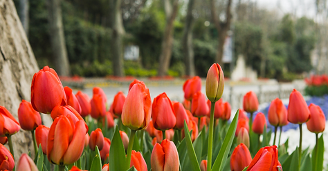 Tulips and what they represent at a funeral